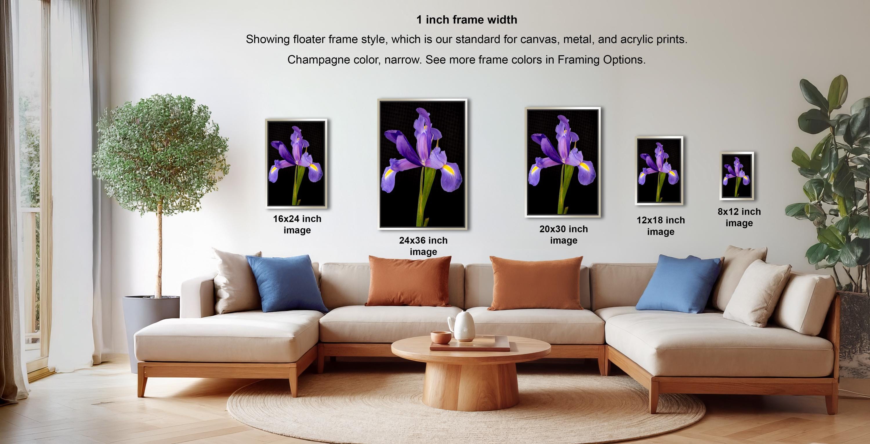 a living room with a large sectional sofa, a coffee table, and a potted plant. There are four framed pictures of purple irises displayed on the wall, each with a different frame size ranging from 16.24 to 12.18 inches. The frames are arranged in a row, with the largest frame on the left and the smallest on the right.