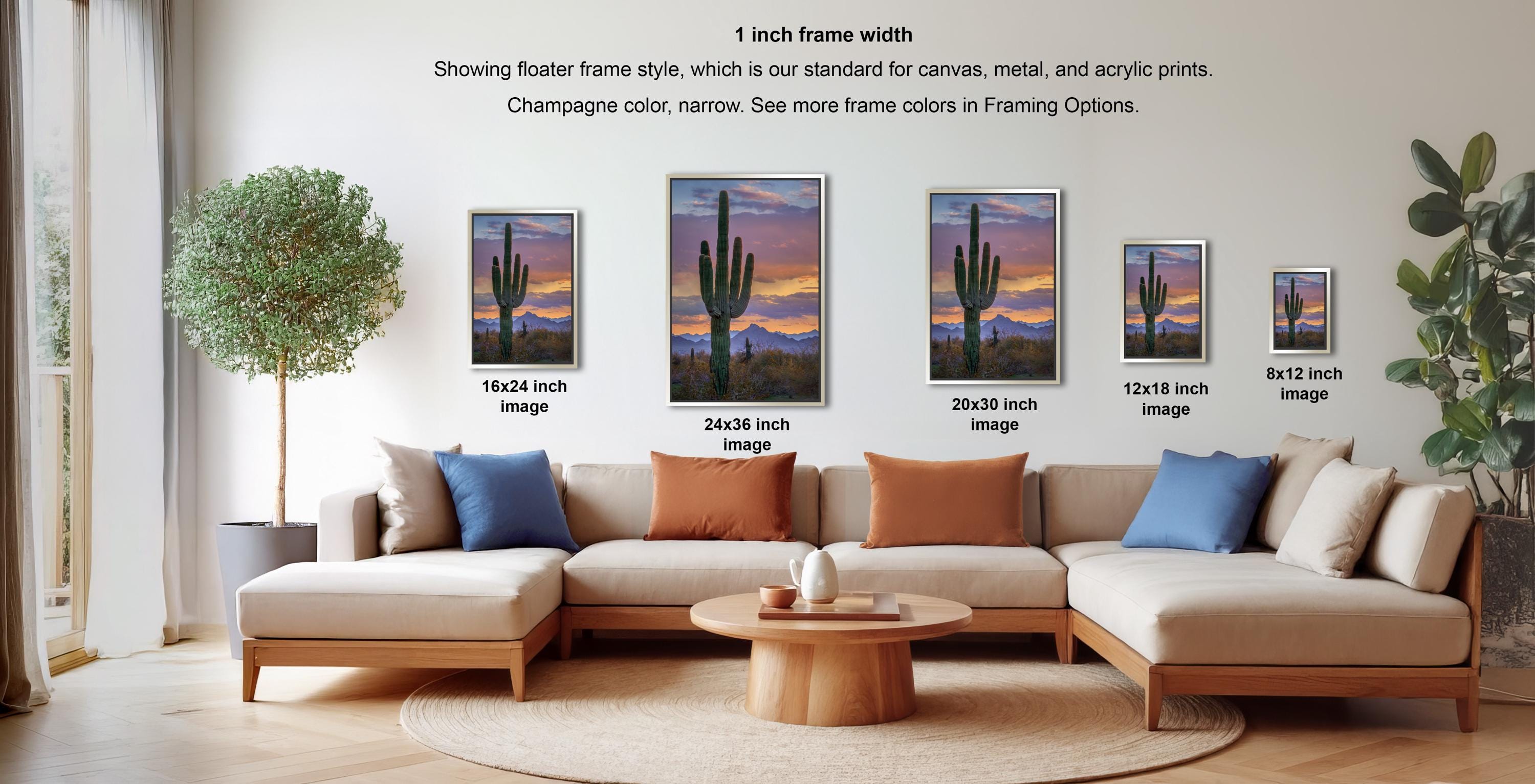 a living room with a large sectional sofa, a coffee table, and a potted plant. There are four framed pictures of cacti displayed on the wall, each with a different frame size ranging from 16.24 to 12.18 inches. The frames are arranged in a row, with the largest frame on the left and the smallest on the right.
