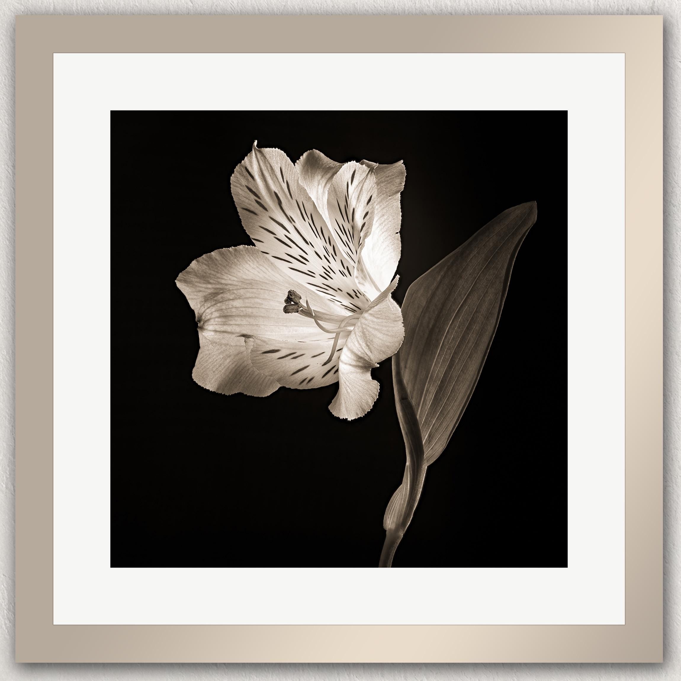 A close-up black and white photograph of a delicate flower with its petals and leaves clearly visible against a dark background.