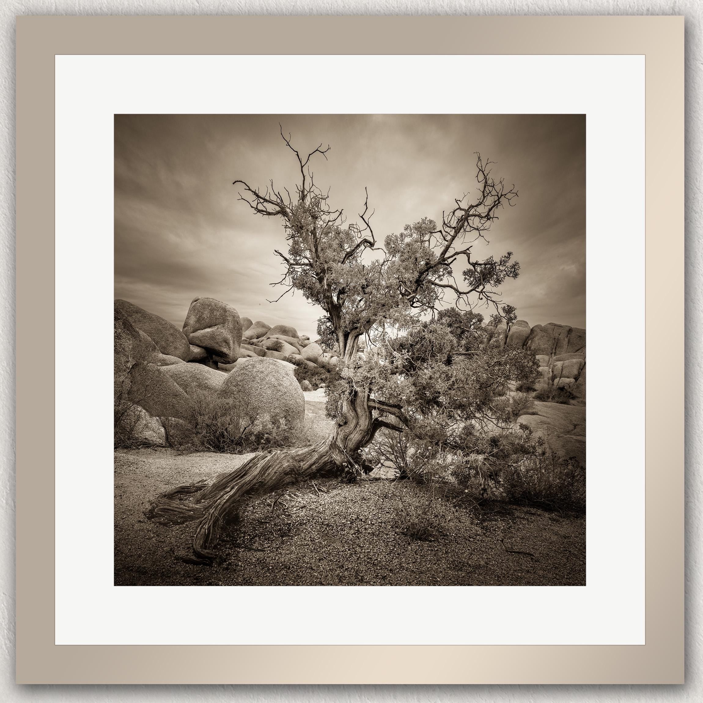 A lone, twisted tree stands in a rocky desert landscape, its gnarled branches reaching out against a cloudy sky.