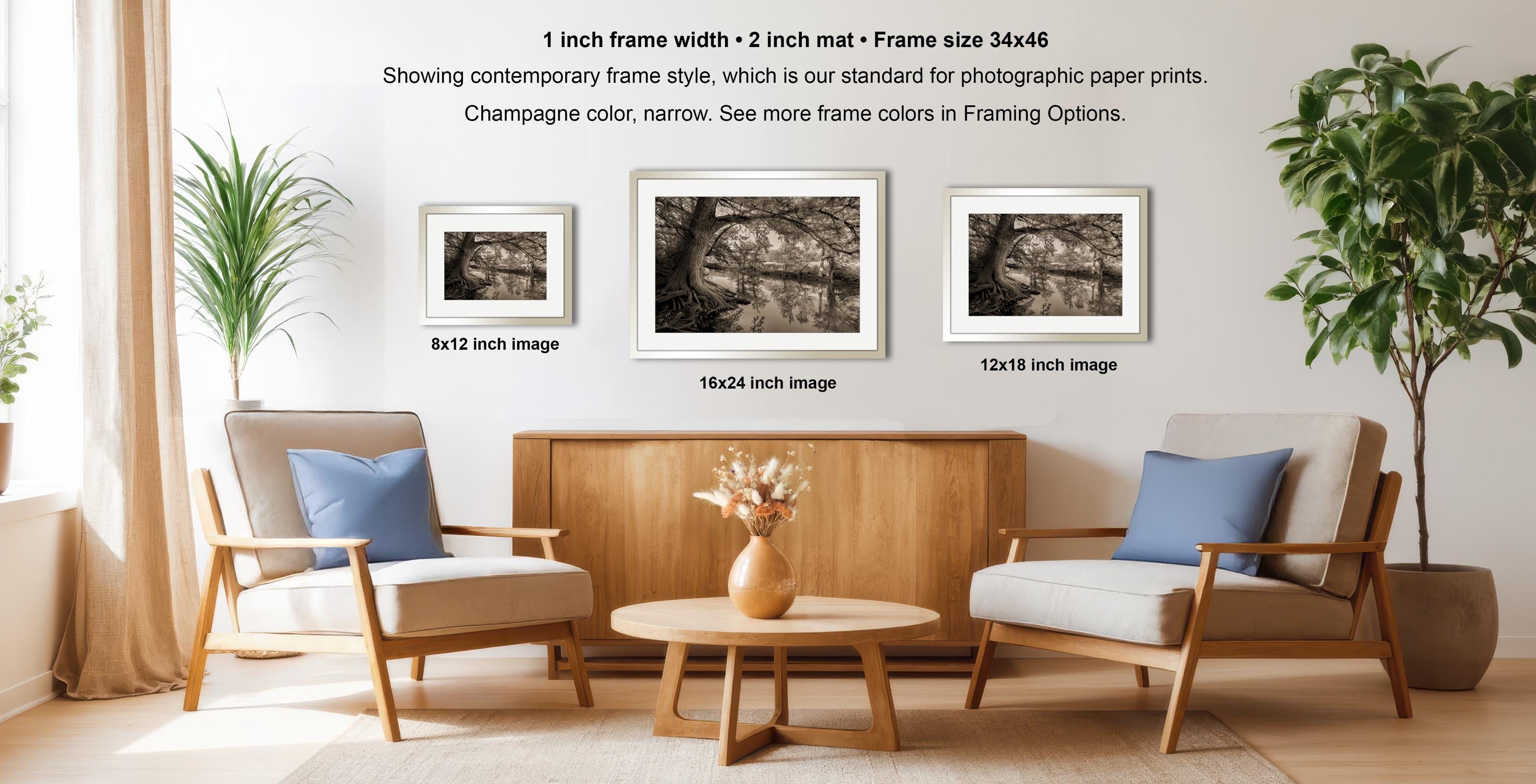 a living room with three framed black and white photographs of trees, arranged on a wall above a wooden coffee table. The photographs are of different sizes, with the largest one being 8x12 inches and the smallest one being 16x24 inches. The room is decorated with potted plants and a vase, creating a cozy and inviting atmosphere.