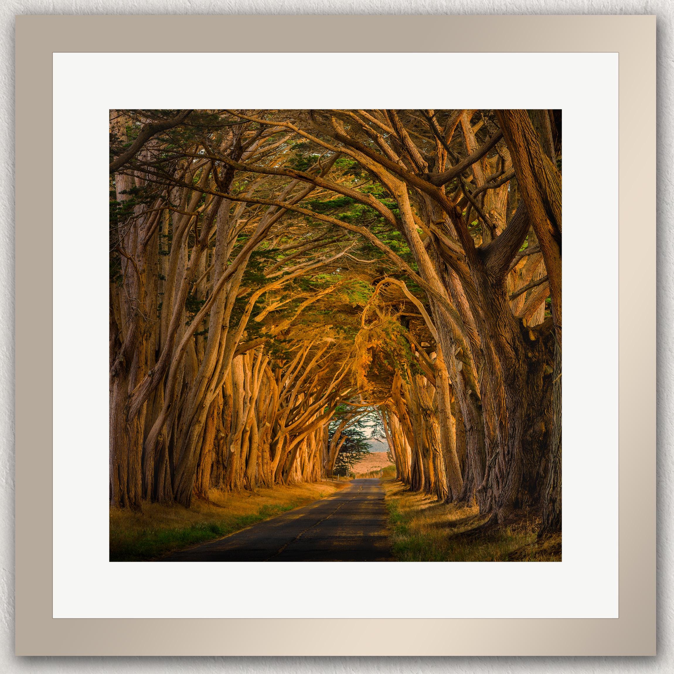 A picturesque road winds through a dense forest of tall, twisted trees with vibrant orange and yellow foliage, creating a natural tunnel-like effect.