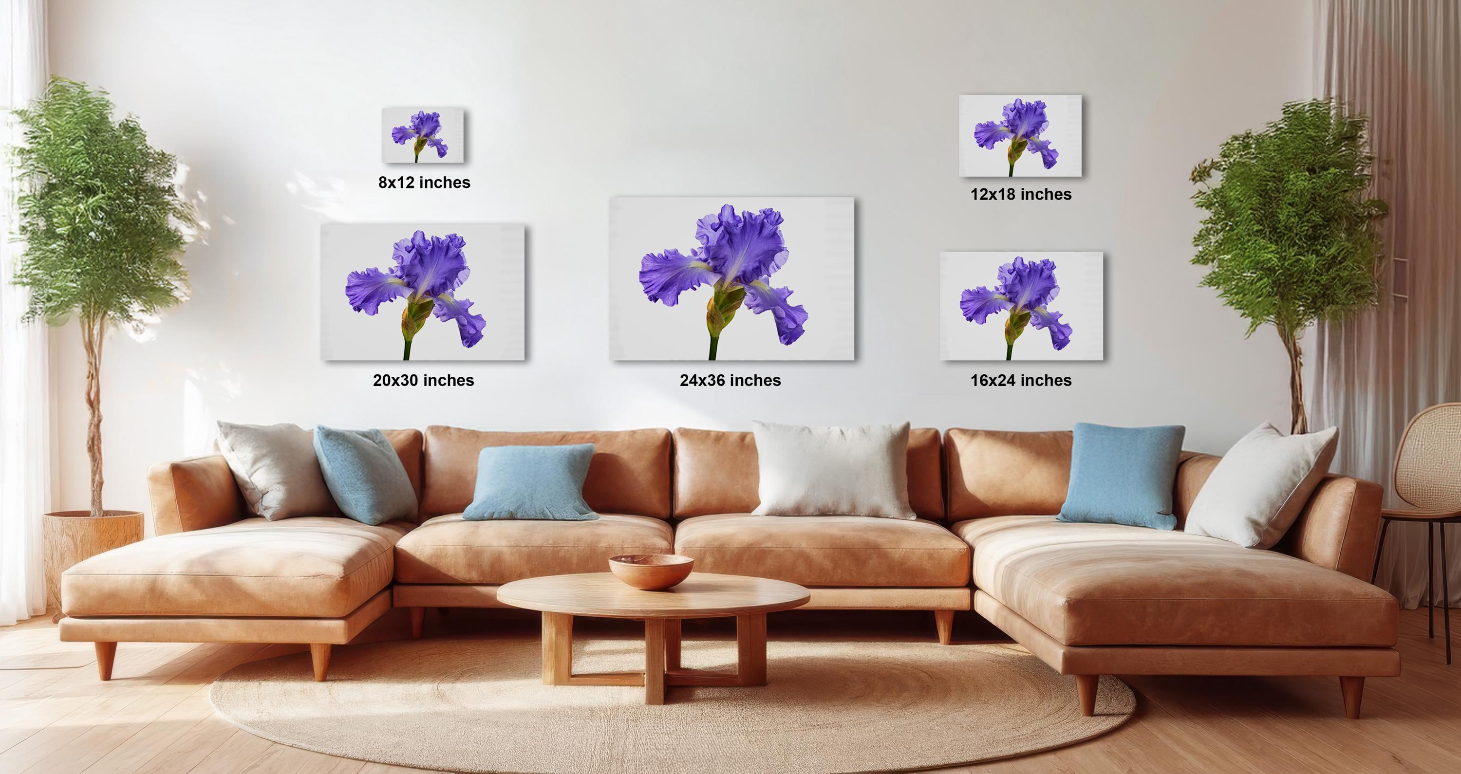 a modern living room with a large sectional sofa, a coffee table, and several potted plants. The walls are decorated with three framed images of purple irises, each with a different size and resolution, ranging from 20x12 inches to 16x12 inches.