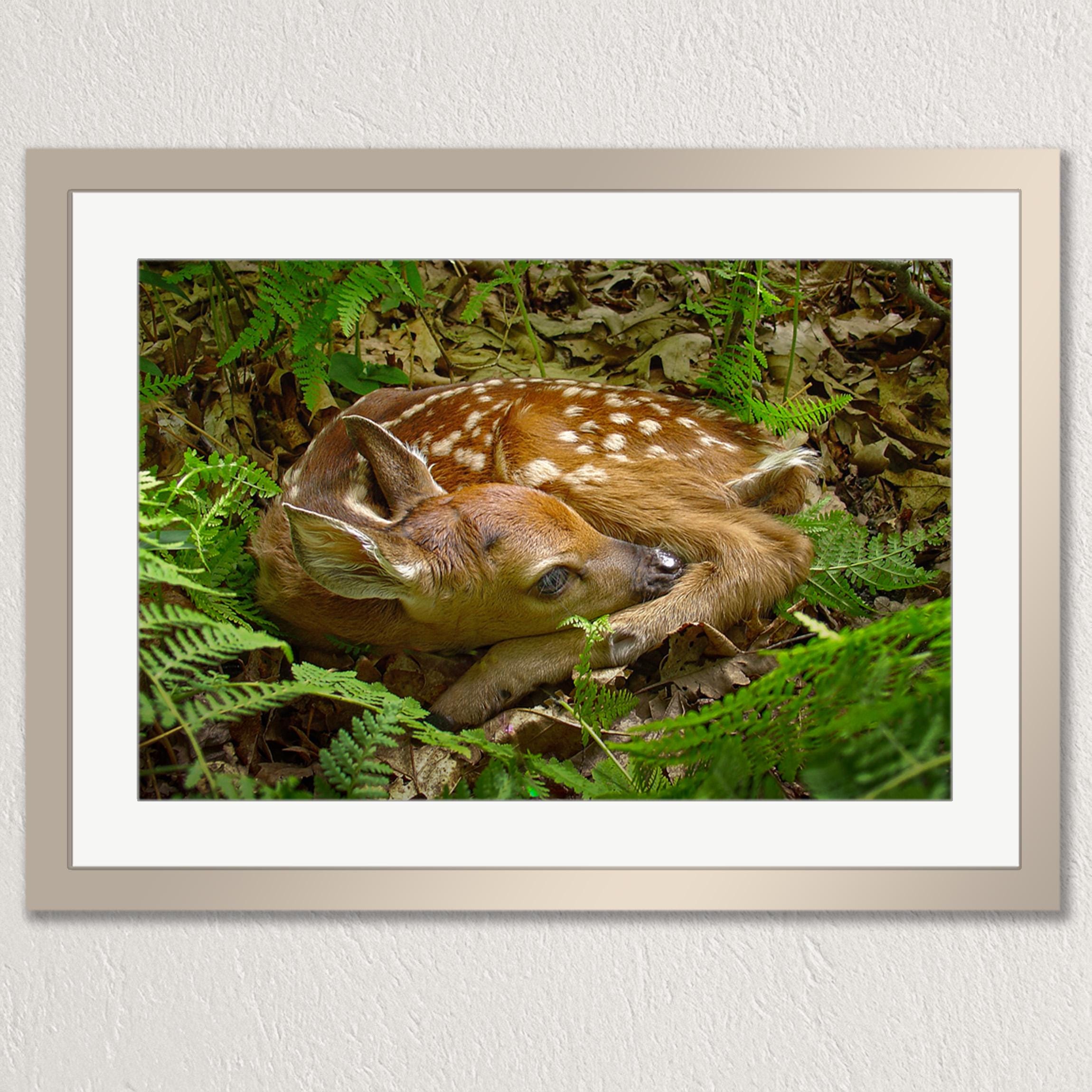 A young deer rests peacefully in a lush, green forest, surrounded by ferns and other vegetation.