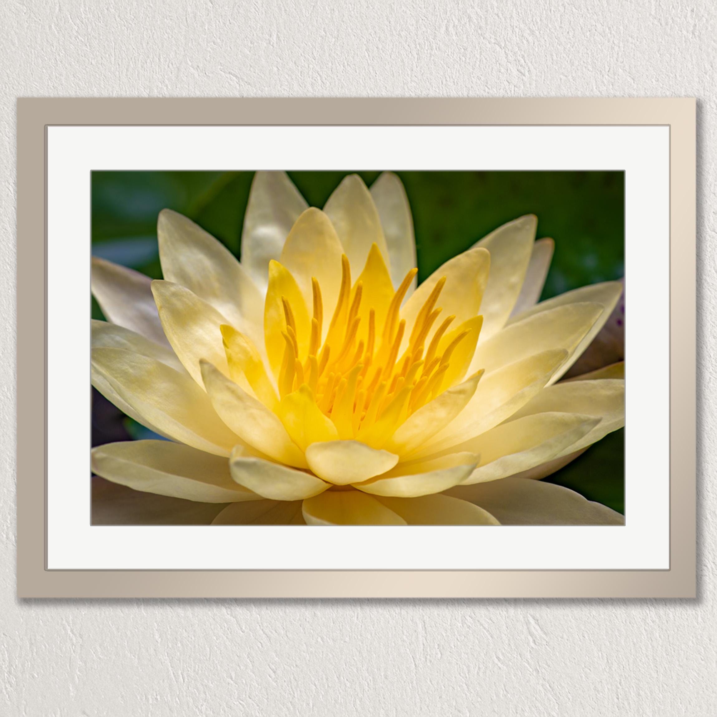 A close-up of a yellow water lily flower in full bloom, with its vibrant yellow center and delicate petals.