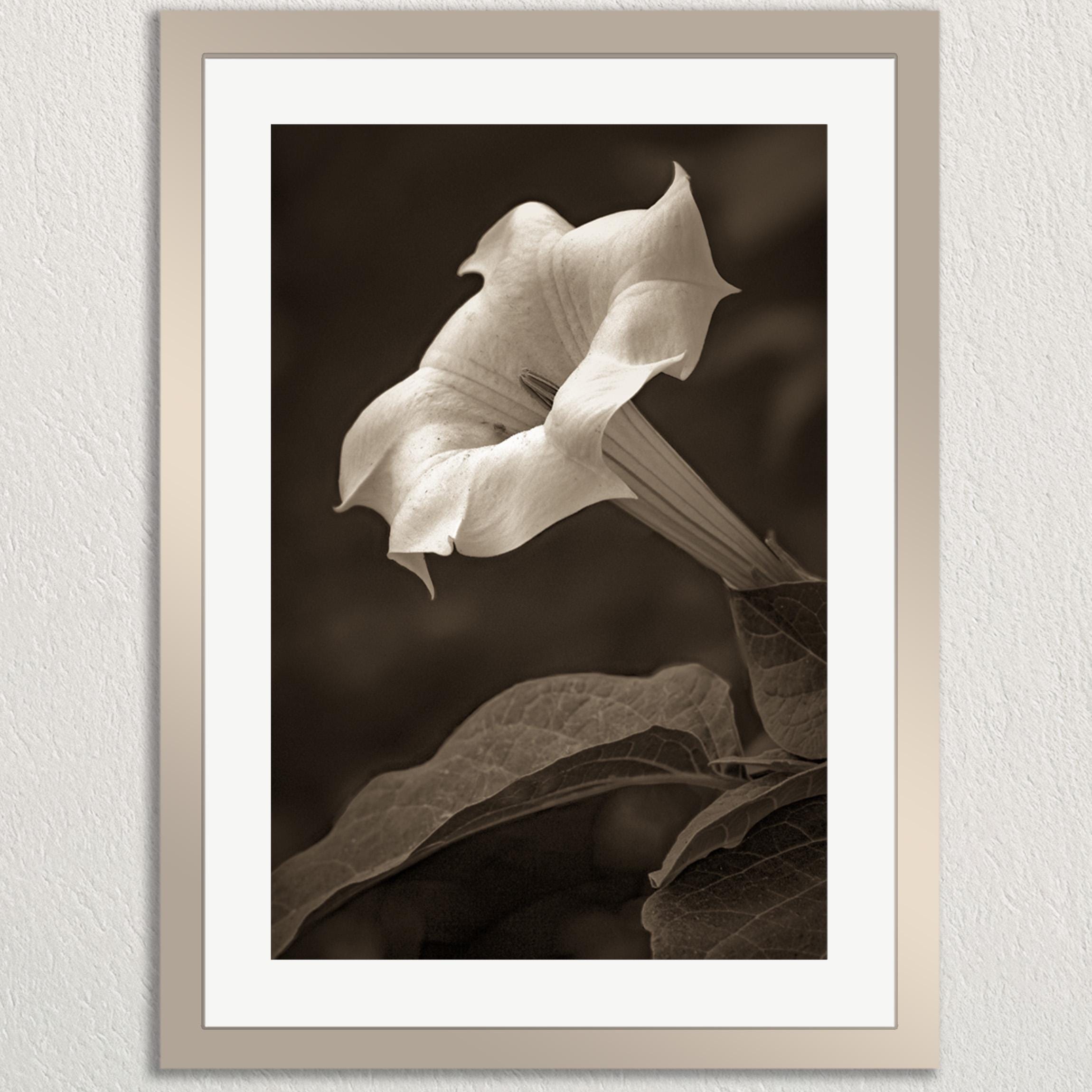 A close-up black and white photograph of a delicate white flower with a long stem, set against a blurred background.