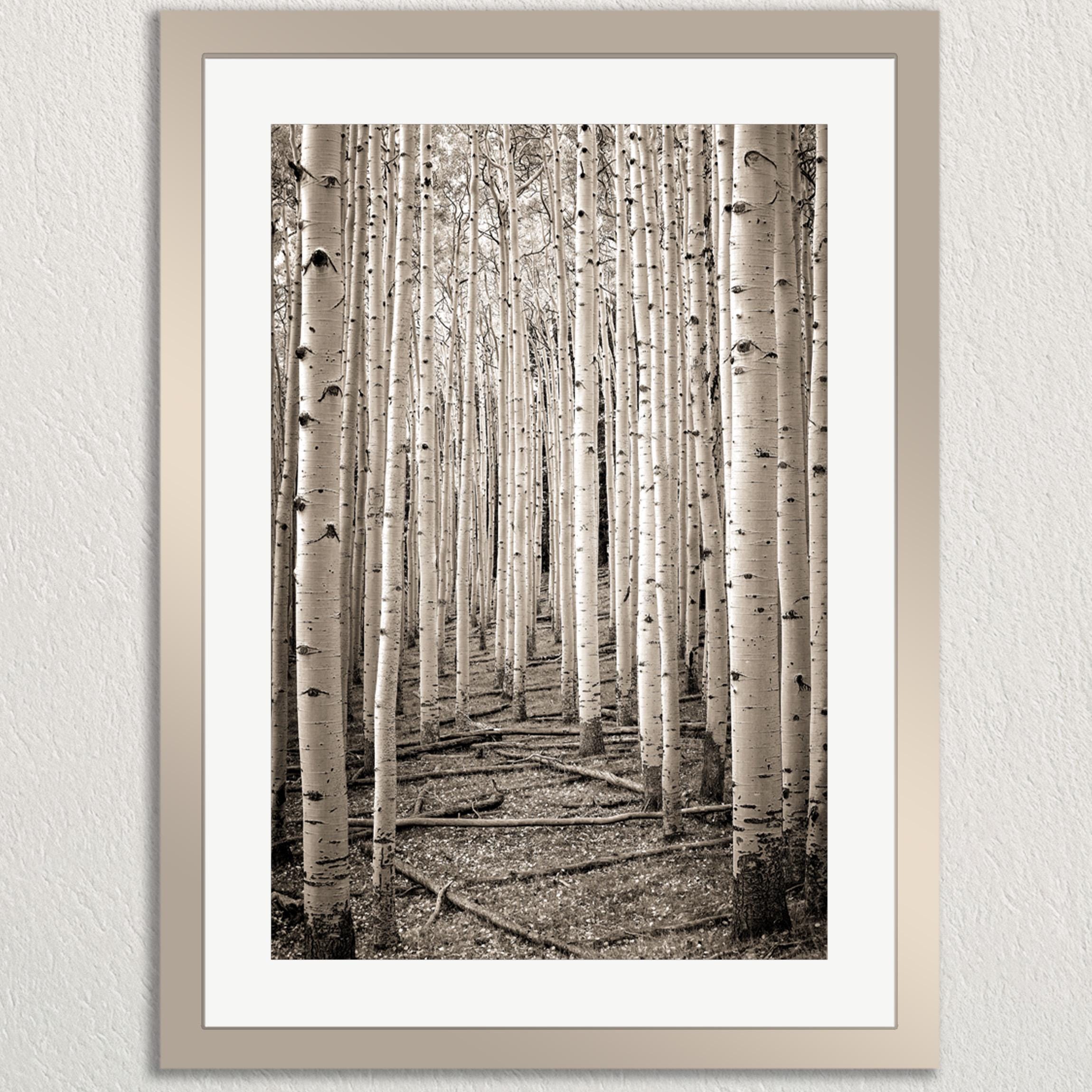 A black and white photograph of a forest with a path lined by tall, thin trees with white bark.