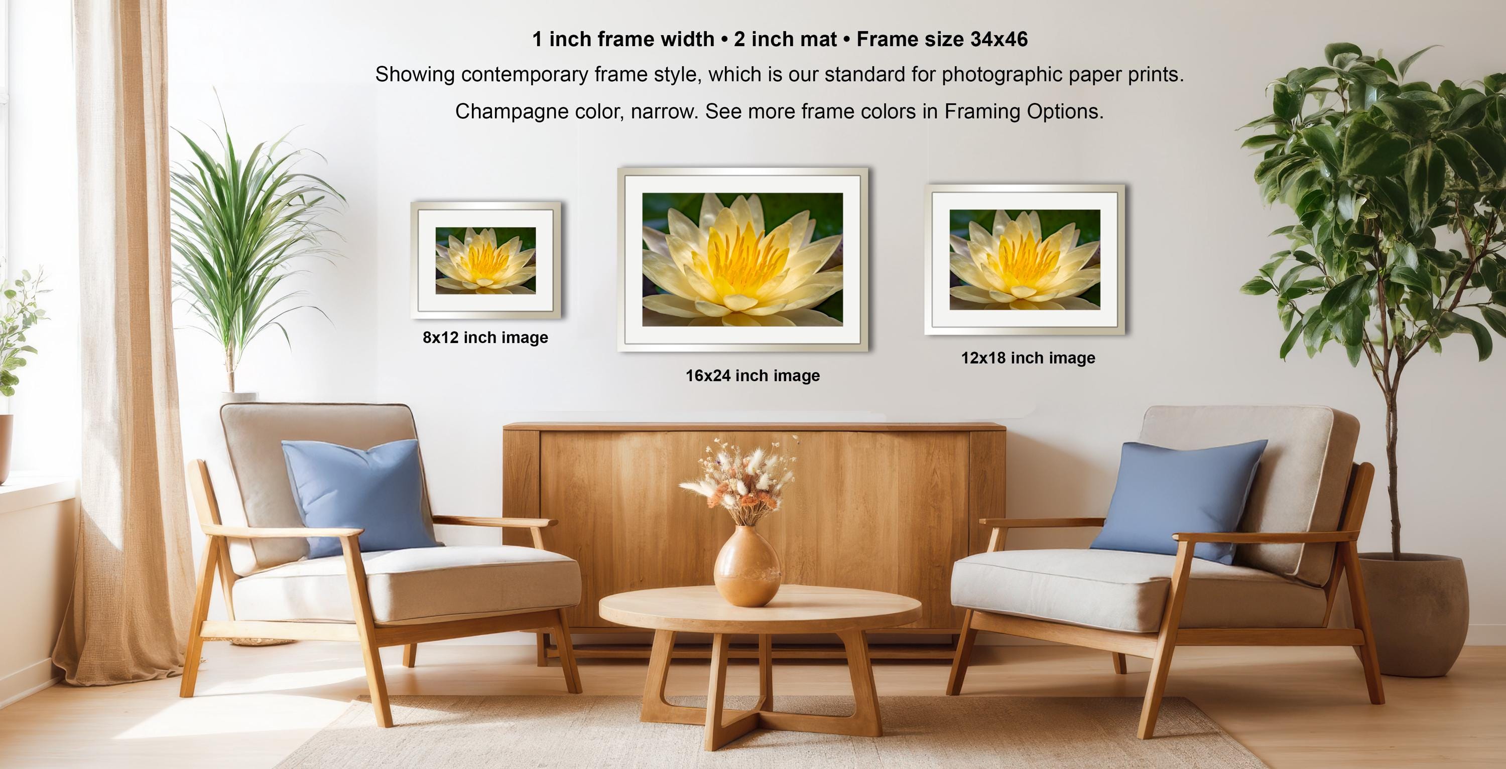 a living room with three framed photographs of a yellow flower on the wall. The photographs are of different sizes, with the largest one being 8x12 inches and the smallest one being 16x24 inches. The room is furnished with two chairs and a coffee table, and there are potted plants and a vase adding to the decor.