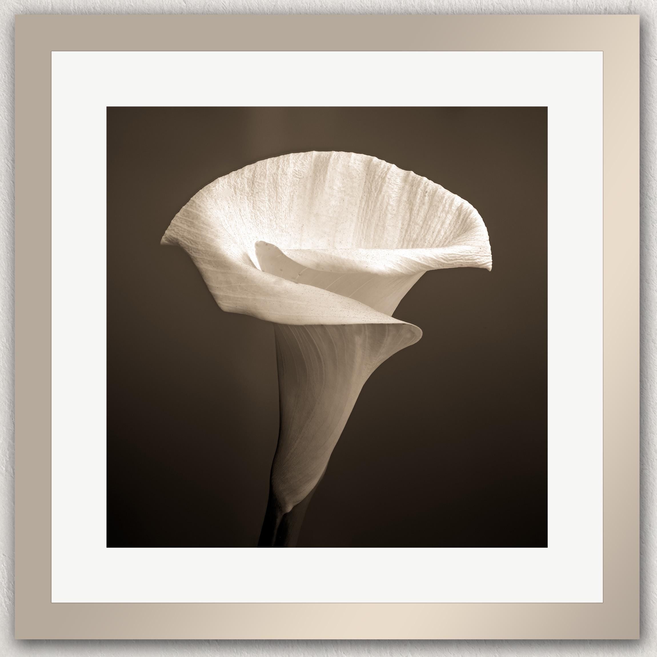 A single, delicate white calla lily flower in full bloom, captured in a striking black and white photograph.