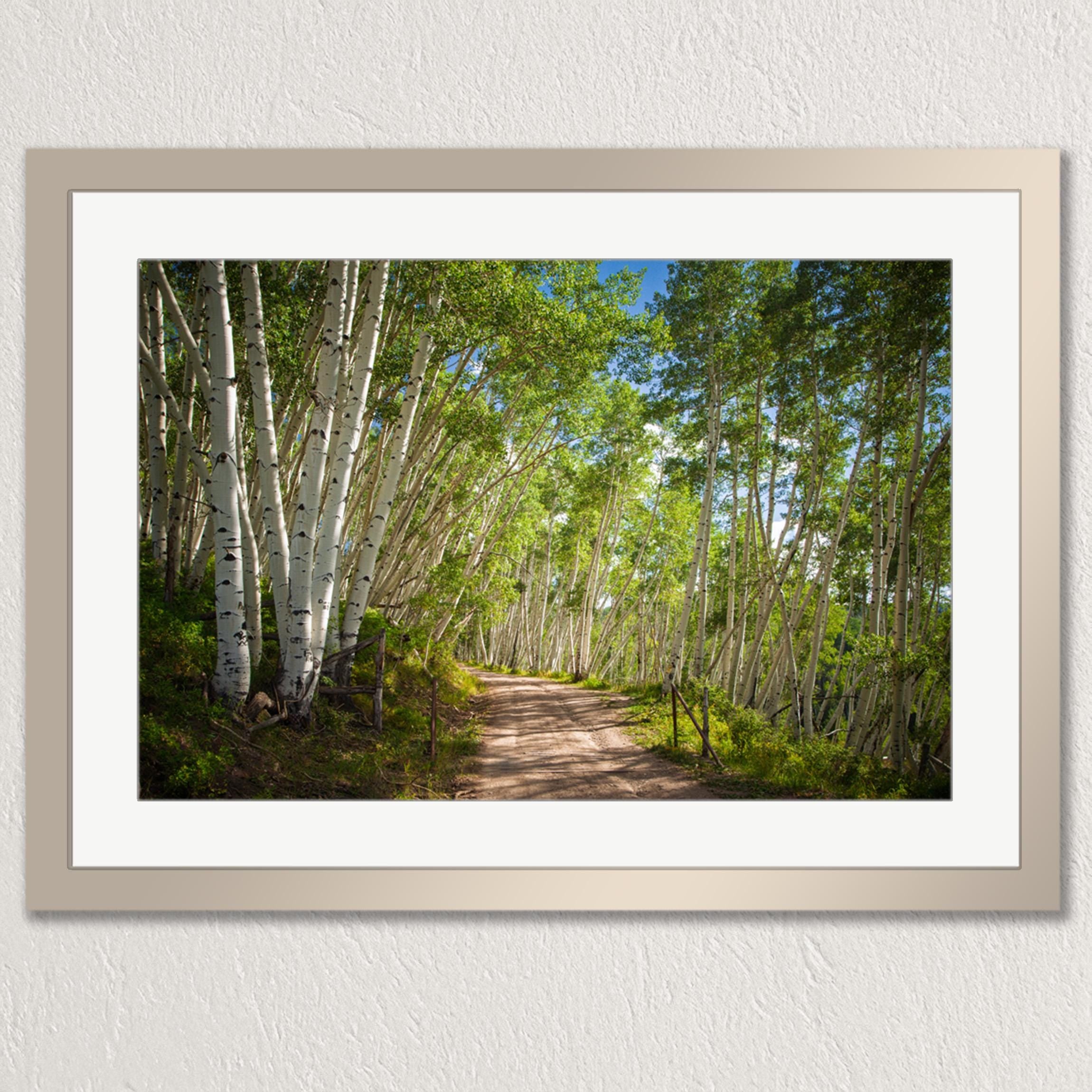 A framed photograph depicting a dirt path winding through a forest of tall, thin trees with white bark, creating a natural tunnel-like effect.