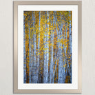 a forest of tall, thin trees with white bark and vibrant yellow leaves, creating a beautiful autumnal scene.