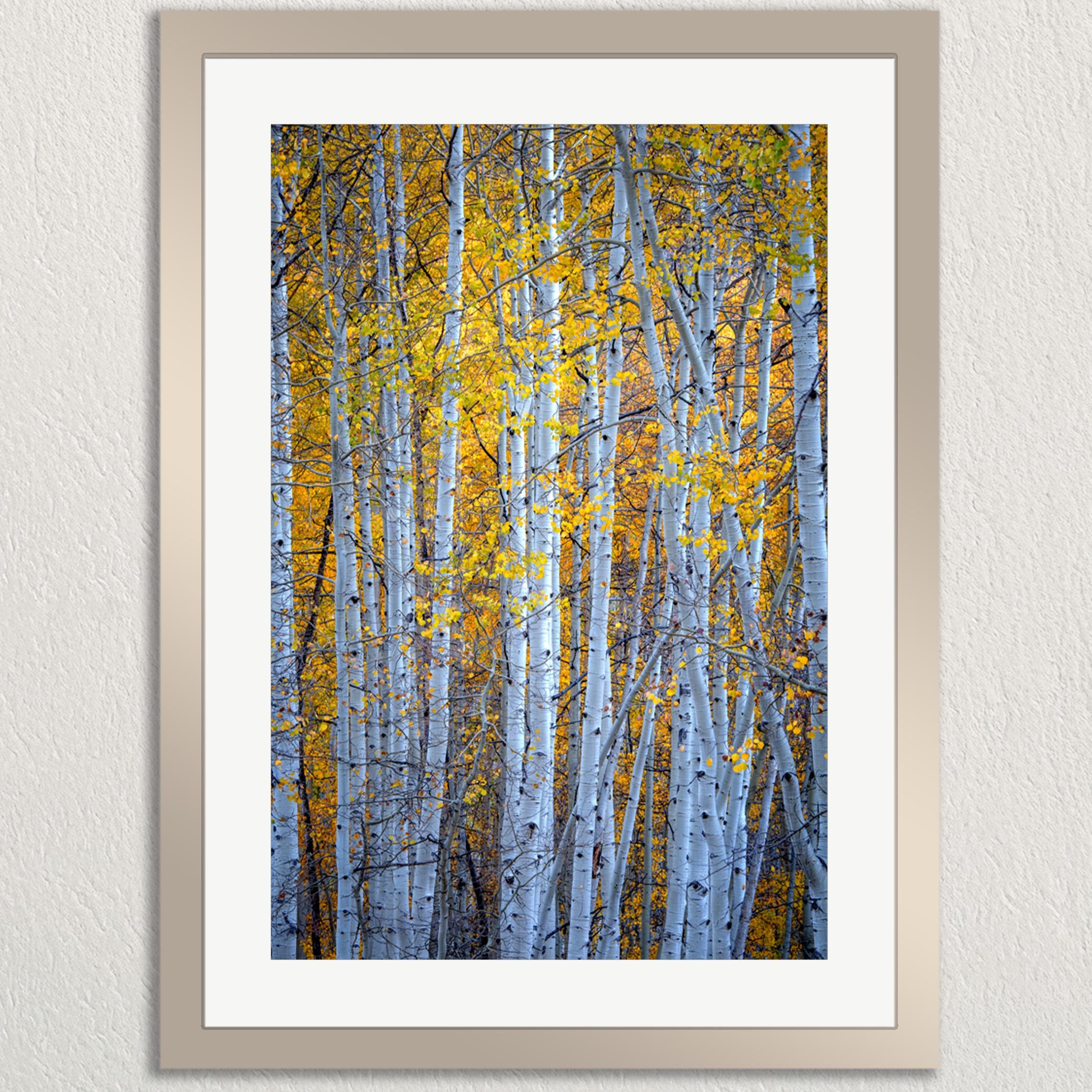 a forest of tall, thin trees with white bark and vibrant yellow leaves, creating a beautiful autumnal scene.