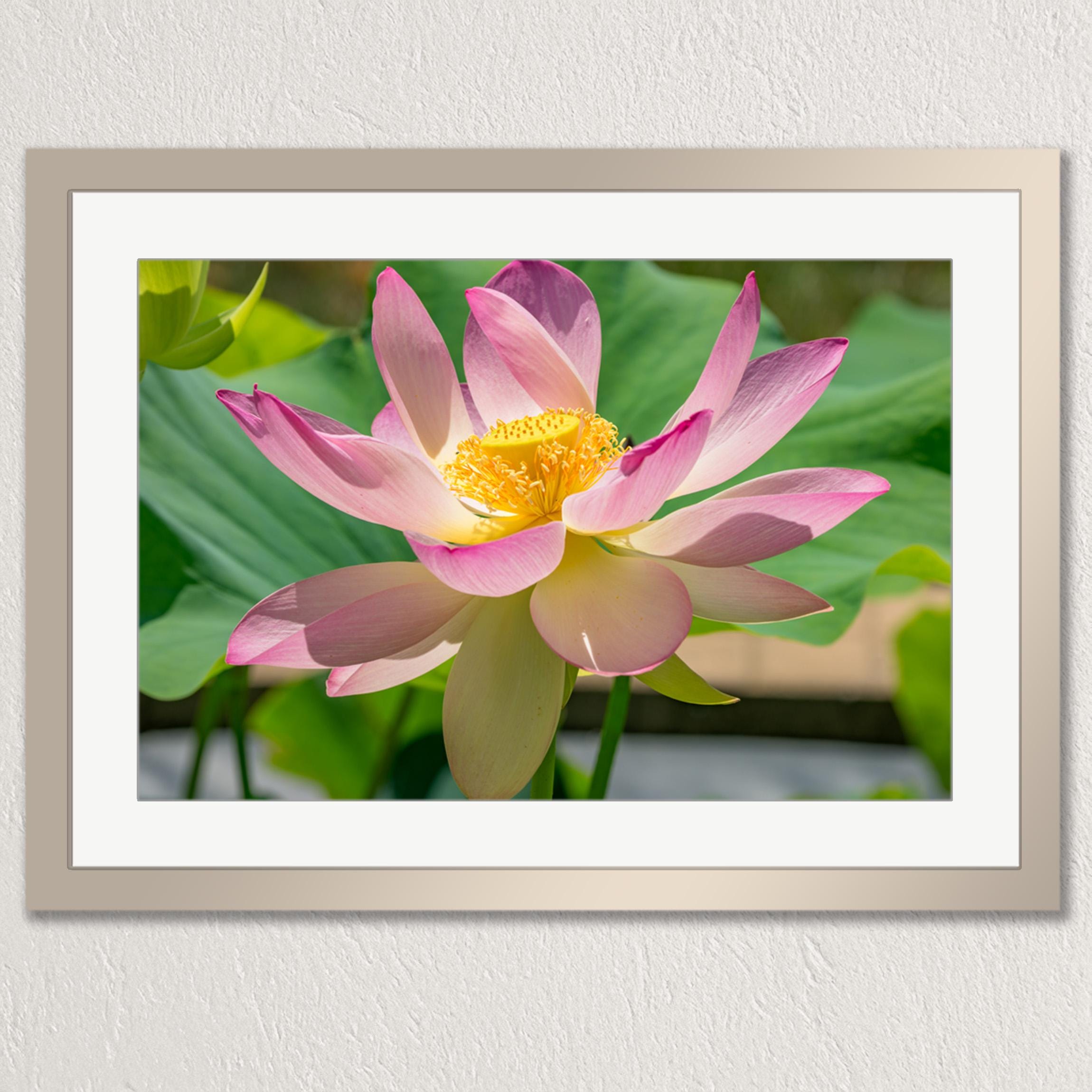 A close-up of a beautiful pink lotus flower in full bloom, with its vibrant yellow center and delicate petals.