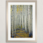A serene forest scene with a dense collection of tall, white birch trees with black bark, creating a striking contrast against the surrounding greenery.