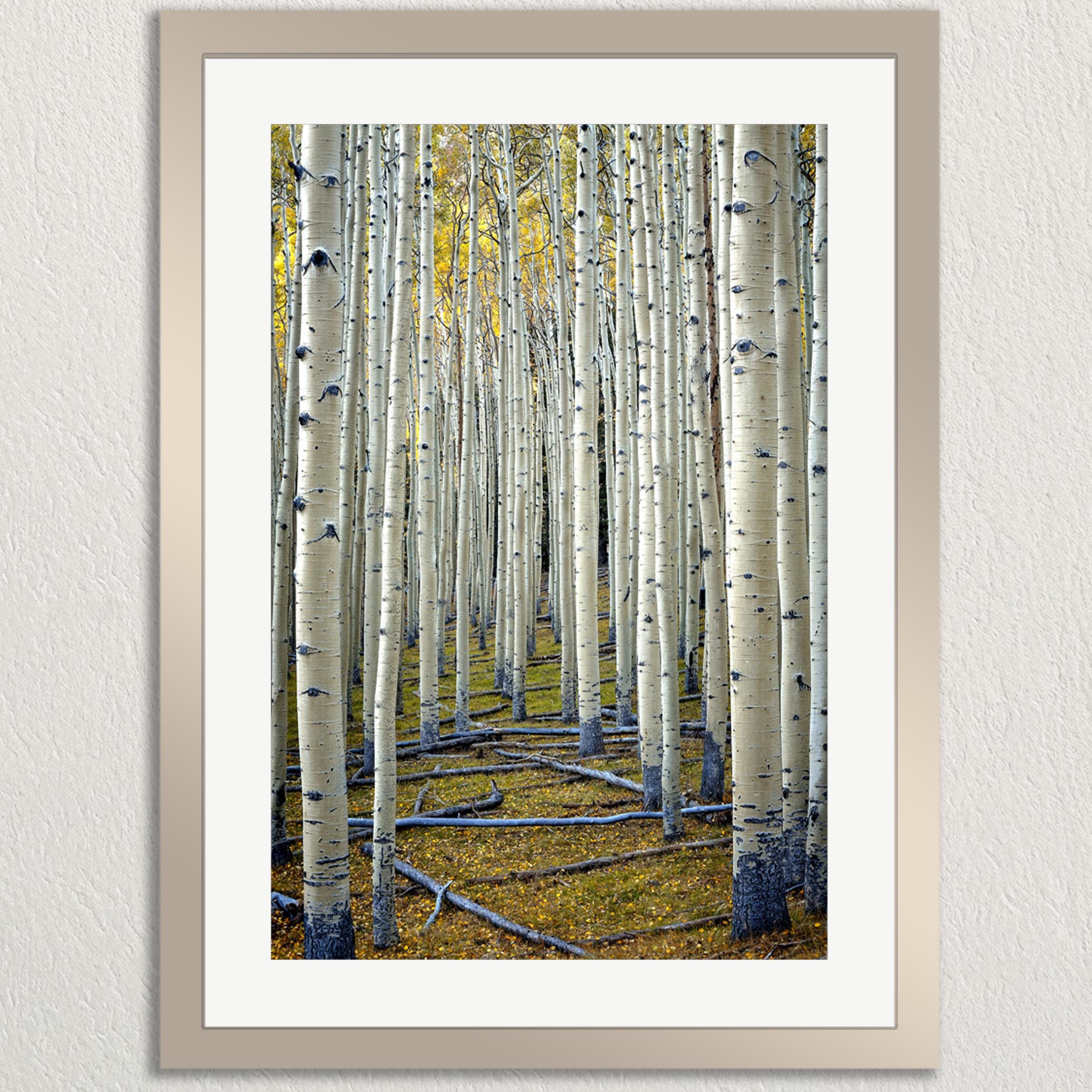 A serene forest scene with a dense collection of tall, white birch trees with black bark, creating a striking contrast against the surrounding greenery.