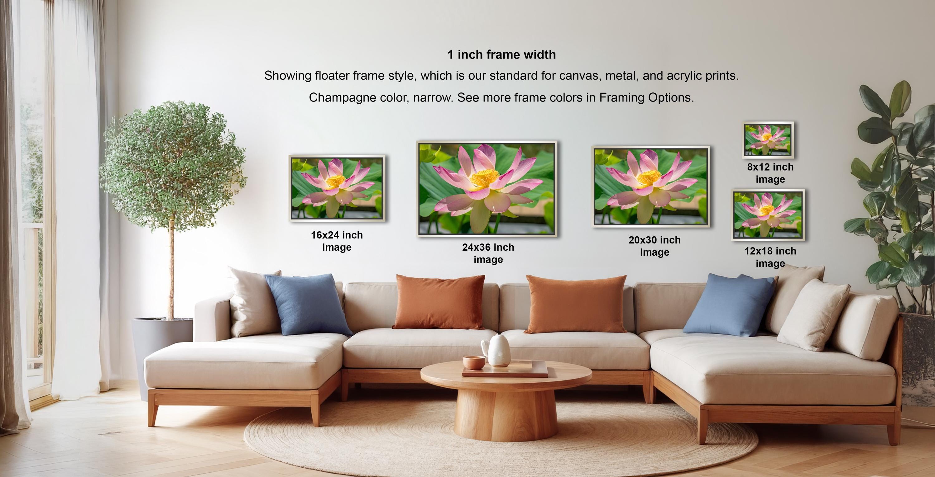 The image is a living room with a large sectional sofa and a coffee table. There are four framed photographs of a pink lotus flower displayed on the wall, each with a different frame size ranging from 16" to 20" inches. The wall also features text providing information about the frame widths and the standard for canvas, metal, and acrylic prints.