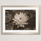 A close-up black and white photograph of a water lily flower in a pond, with its petals spread out and the center of the flower prominently displayed.