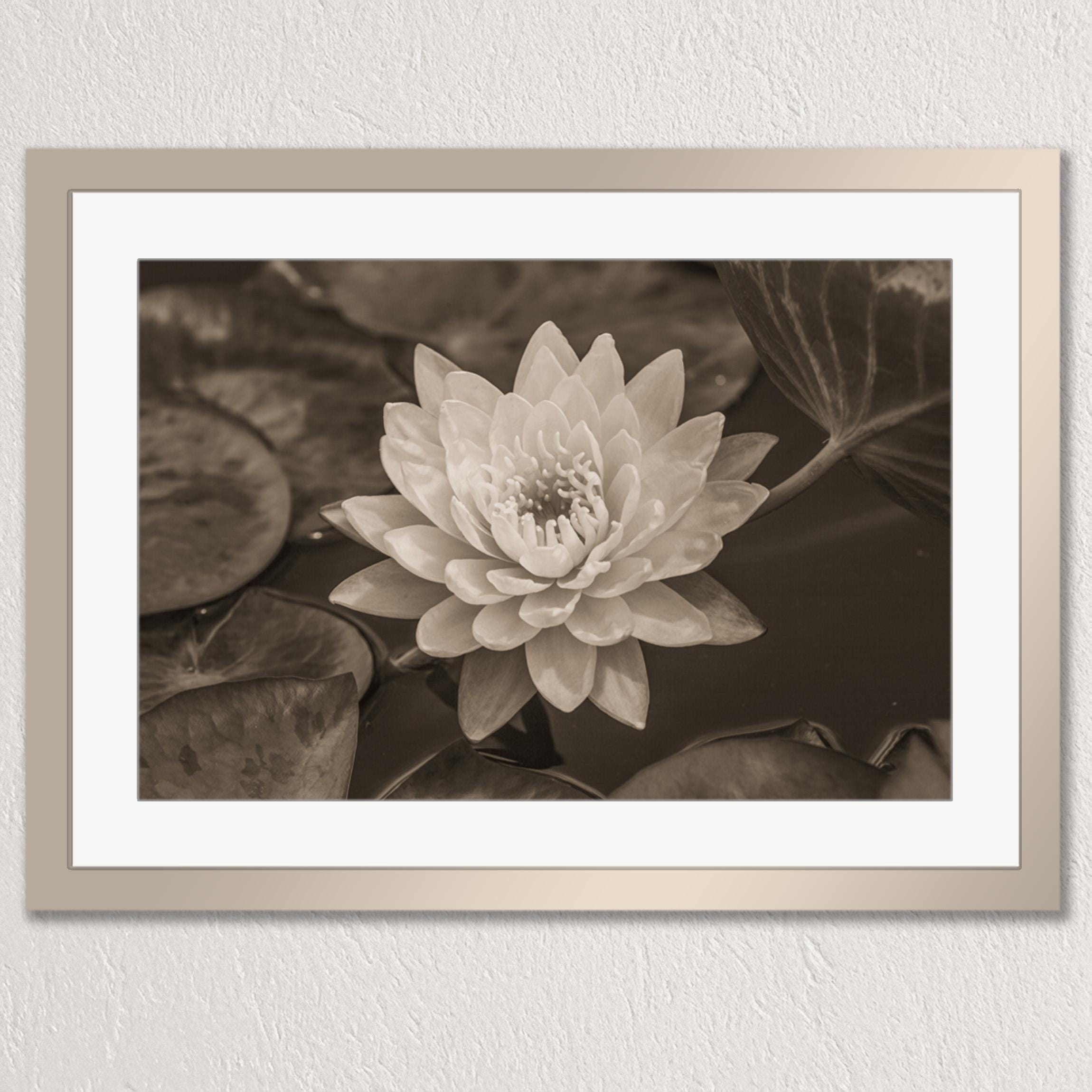 A close-up black and white photograph of a water lily flower in a pond, with its petals spread out and the center of the flower prominently displayed.