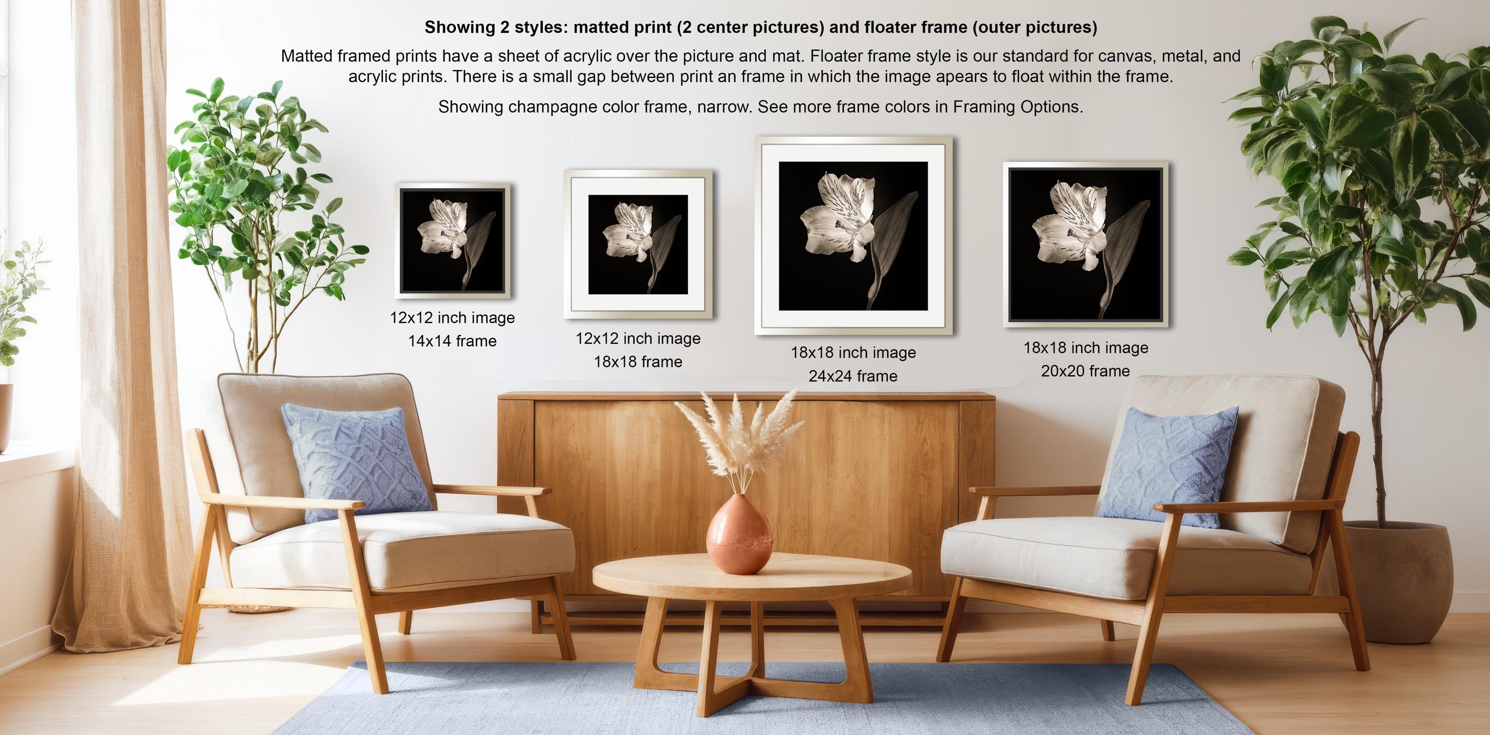 a living room with a wooden coffee table, two white armchairs, and a potted plant. There are three framed pictures of flowers displayed on the wall, each with a different frame size and style.