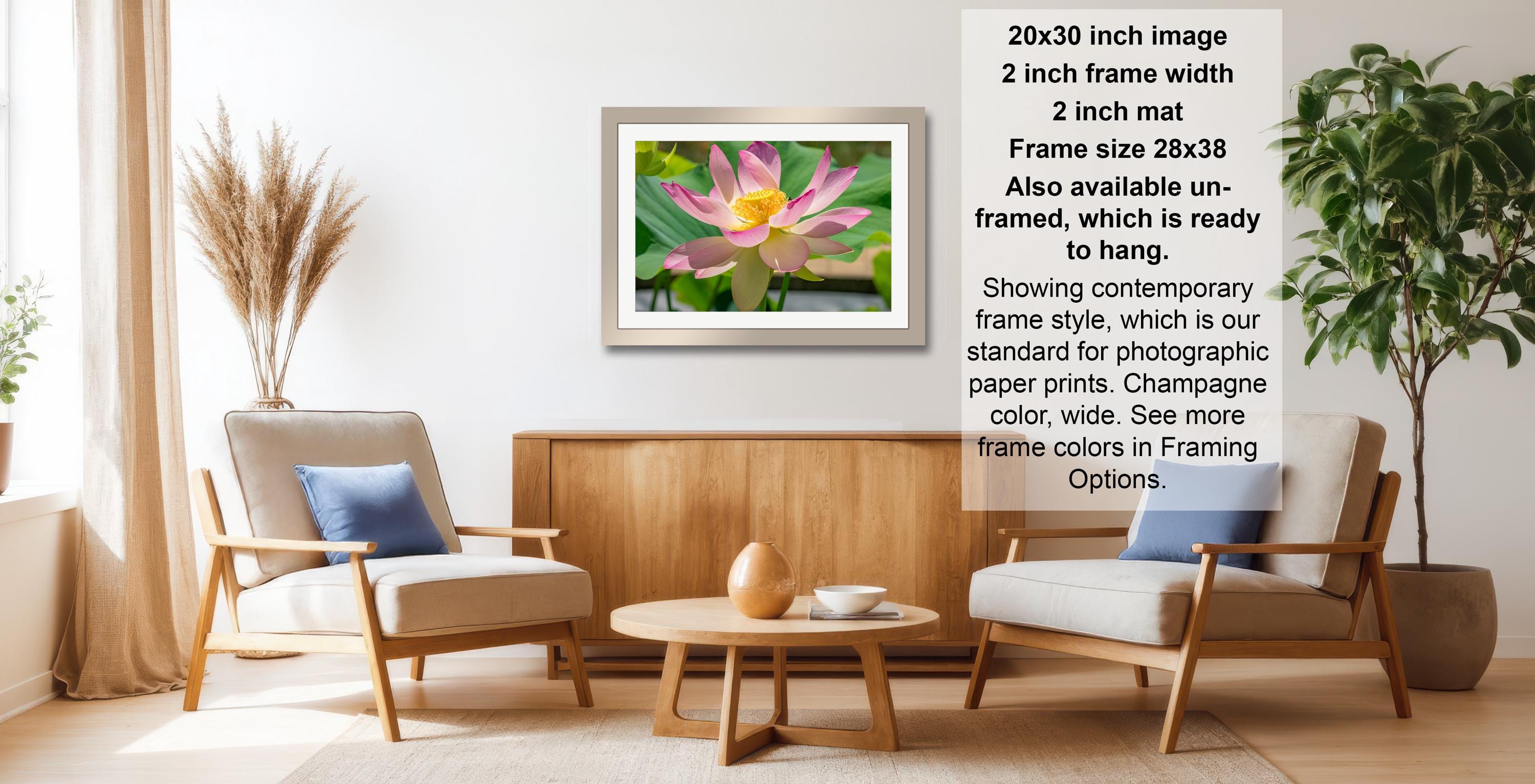 a living room with a framed photograph of a pink lotus flower hanging on the wall. The room has two armchairs, a coffee table, and a potted plant. The photograph is framed in a modern style, and the frame size is 28.38 inches.