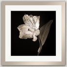A close-up black and white photograph of a delicate flower with its petals and leaves clearly visible against a dark background.