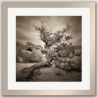 A lone, twisted tree stands in a rocky desert landscape, its gnarled branches reaching out against a cloudy sky.