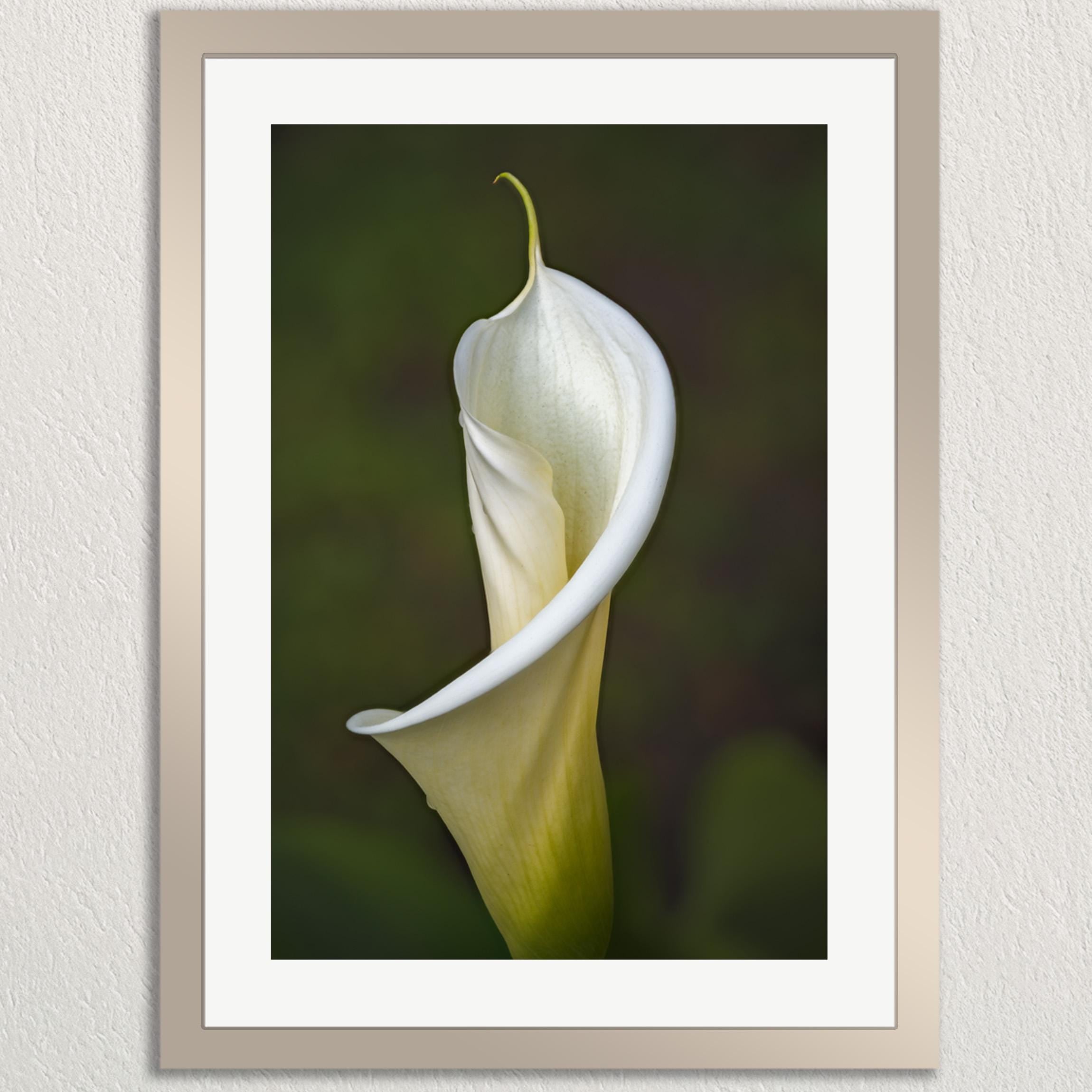 A close-up of a single, white lily flower in full bloom, with its petals spread out and a yellow stamen visible.