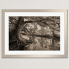 A black and white photograph of a tree with roots extending into a body of water, creating a serene and tranquil scene.