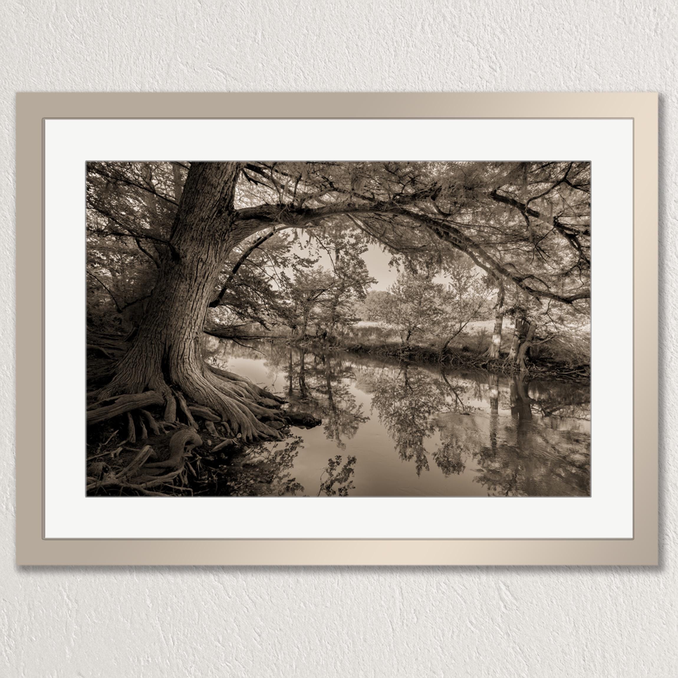 A black and white photograph of a tree with roots extending into a body of water, creating a serene and tranquil scene.