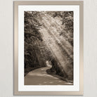 A black and white photograph of a winding road surrounded by trees, with sunlight filtering through the foliage and casting a warm glow on the path.