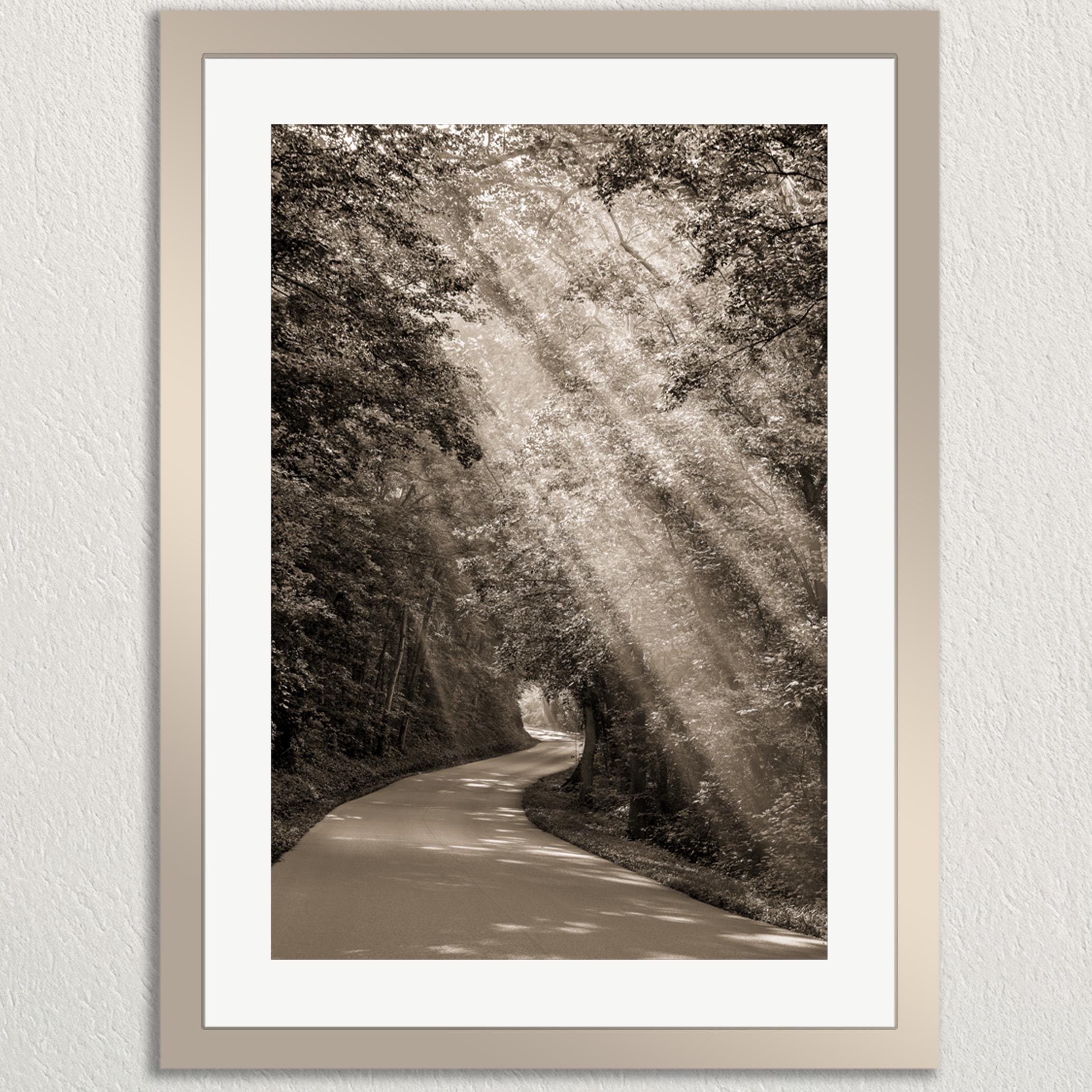 A black and white photograph of a winding road surrounded by trees, with sunlight filtering through the foliage and casting a warm glow on the path.