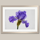 A framed photograph of a single, vibrant purple iris flower in full bloom.