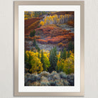 The image is a framed photograph of a vibrant autumn landscape, featuring a dense forest of trees with a mix of green, yellow, and orange foliage. The trees are scattered across the frame, creating a sense of depth and scale. The colors of the leaves suggest that the photo was taken during the fall season, capturing the beauty of nature in its various stages of growth.