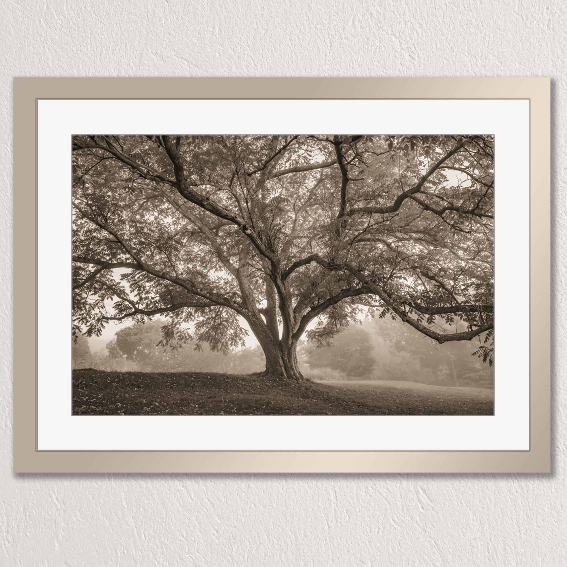 A large, gnarled tree with sprawling branches dominates the frame, its intricate patterns and textures creating a sense of depth and complexity. The tree stands alone in a serene, foggy landscape, its presence adding a sense of tranquility and timelessness to the scene.