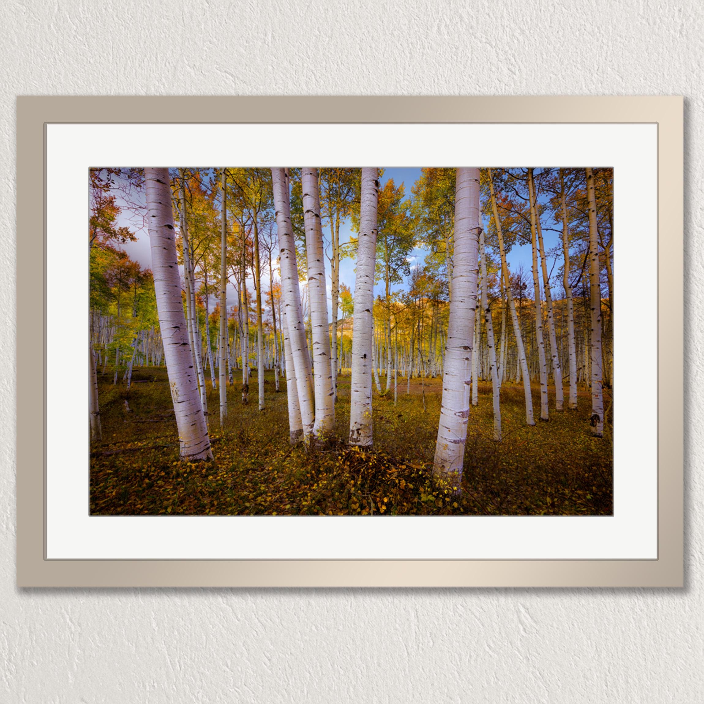 A serene forest scene with a group of tall, white birch trees in autumn colors, surrounded by fallen leaves on the ground.