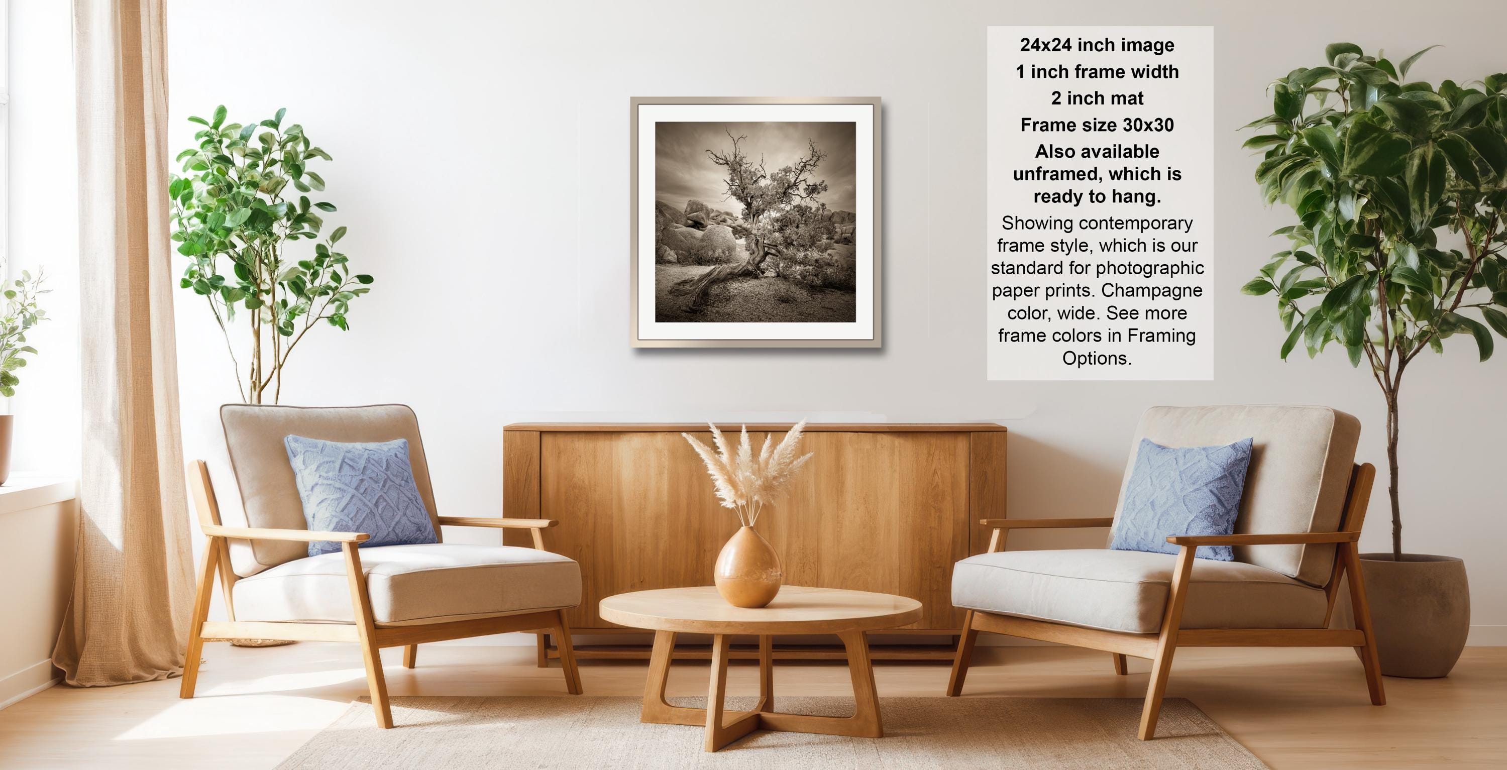 a cozy living room with two comfortable armchairs, a wooden coffee table, and a framed black and white photograph of a tree. The room is decorated with potted plants and a vase of flowers, creating a warm and inviting atmosphere.