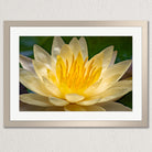 A close-up of a yellow water lily flower in full bloom, with its vibrant yellow center and delicate petals.