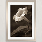 A close-up black and white photograph of a delicate white flower with a long stem, set against a blurred background.
