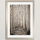 A black and white photograph of a forest with a path lined by tall, thin trees with white bark.