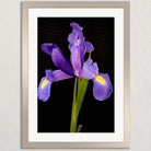 A framed photograph of a single purple iris flower against a dark background.