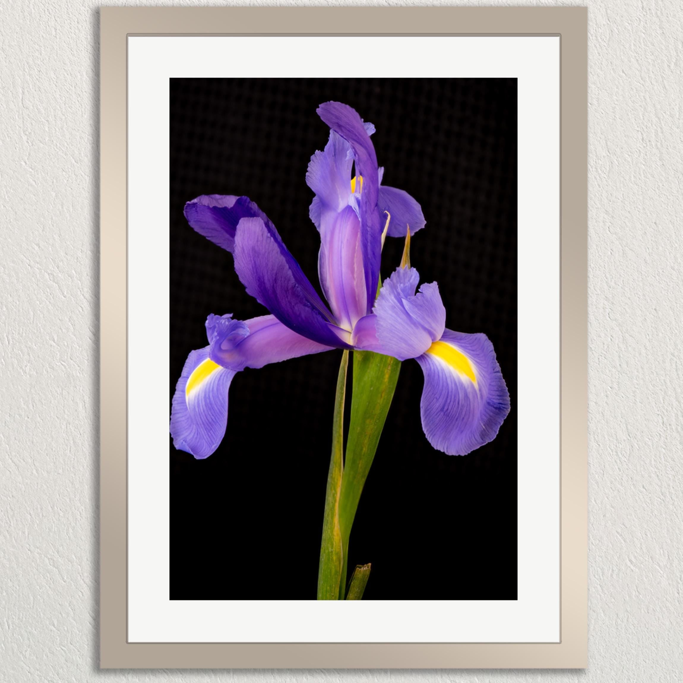 A framed photograph of a single purple iris flower against a dark background.