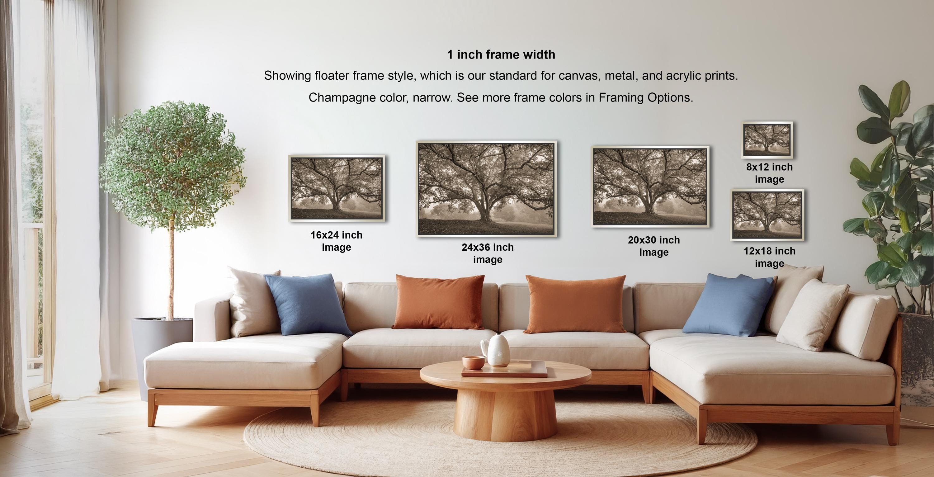 a living room with a large sectional sofa, a coffee table, and a potted plant. There are three framed photographs of trees displayed on the wall, each with a different frame size ranging from 16" to 20" inches. The text on the wall indicates that the frame width is 1 inch, and the photographs are showing different frame styles for canvas, metal, and acrylic prints.