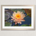 A framed photograph of a vibrant pink water lily with yellow centers, surrounded by green lily pads, set against a dark blue background.