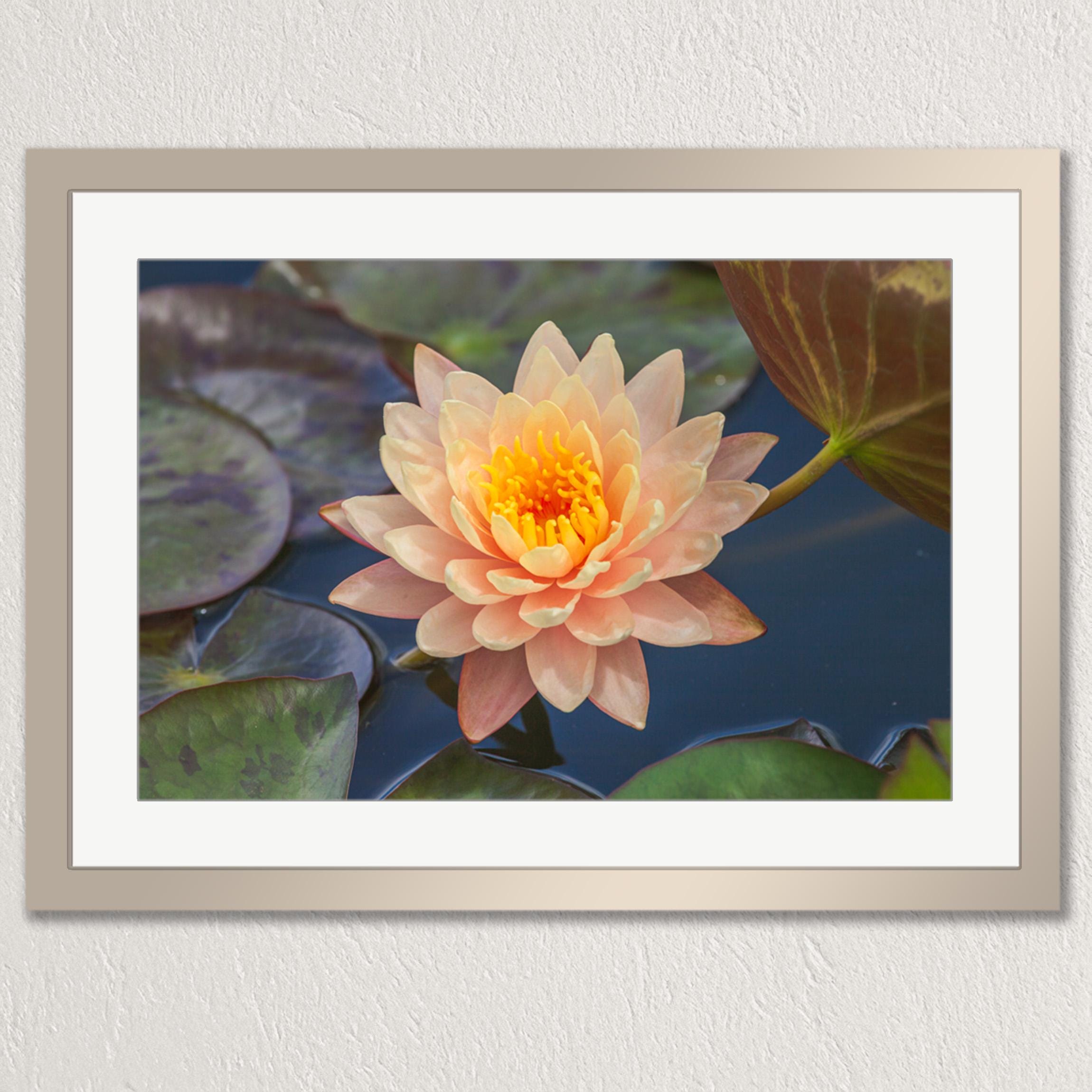 A framed photograph of a vibrant pink water lily with yellow centers, surrounded by green lily pads, set against a dark blue background.