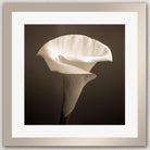 A single, delicate white calla lily flower in full bloom, captured in a striking black and white photograph.