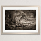 A black and white photograph of a river flowing through a forested area, with a large tree trunk partially submerged in the water.