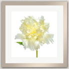 A single, large white peony flower in full bloom, with its petals spread wide open and a green stem visible.