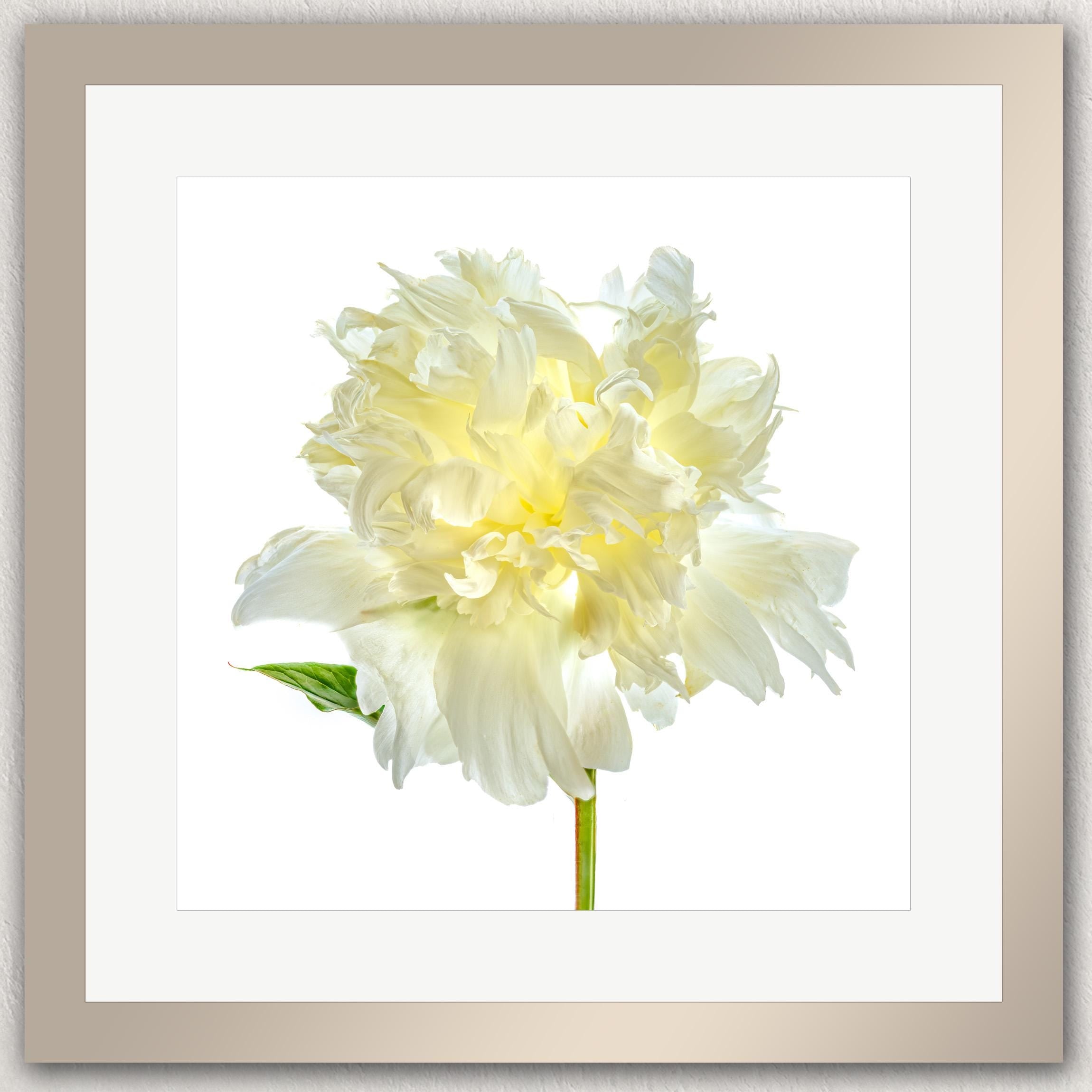 A single, large white peony flower in full bloom, with its petals spread wide open and a green stem visible.