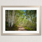 A framed photograph depicting a dirt path winding through a forest of tall, thin trees with white bark, creating a natural tunnel-like effect.
